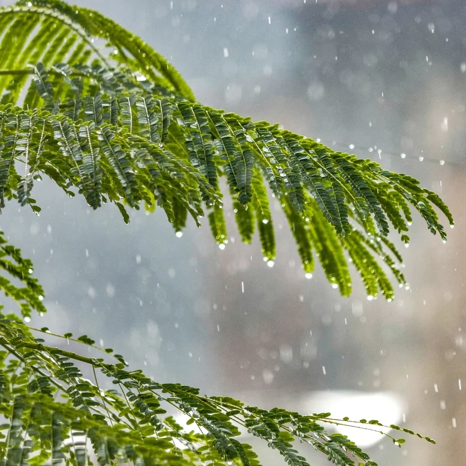 A sprig of green compound leaves beaded with water in the rain, for the green leaves and rain in Pluviophile’s top notes
