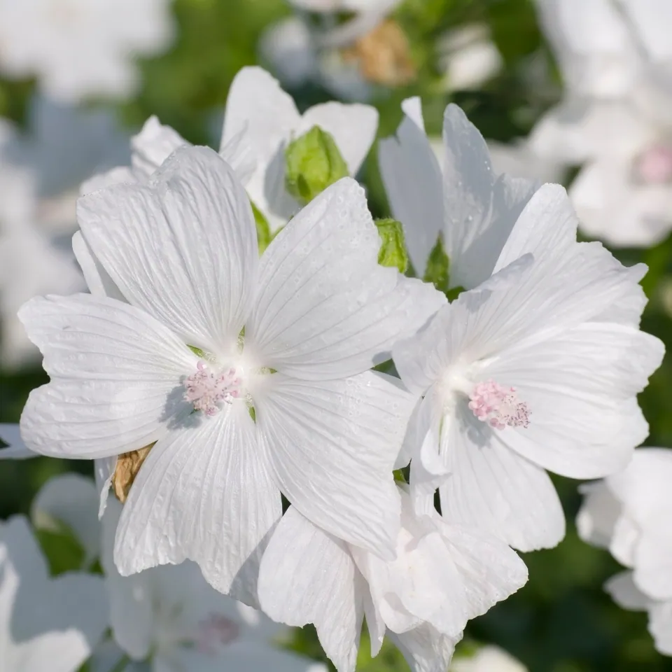 Small white five-petalled flowers with pink stamens, beaded with dew, for the soft, warm base of Pluviophile