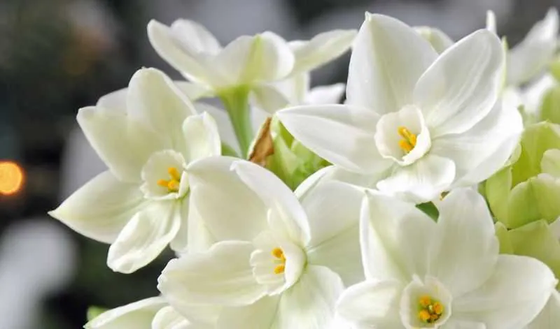 Cận cảnh chùm hoa thủy tiên trắng tinh khôi, nhụy vàng nhỏ, nguyên liệu trái tim của Eau de Hajime