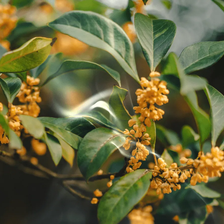 Golden osmanthus blossoms among glossy green leaves, with faint wisps of smoke drifting past