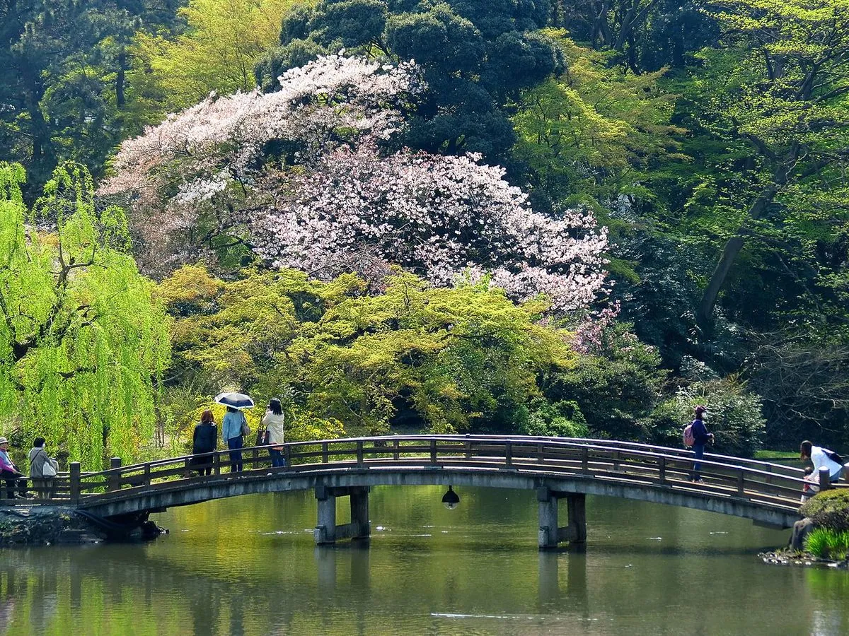 Cây cầu gỗ cong bắc qua hồ trong vườn ở Shinjuku, tán hoa anh đào và liễu xanh, vài người cầm ô dạo bước.