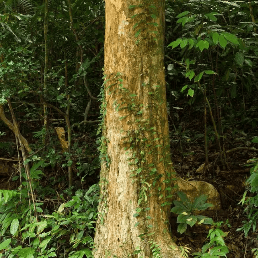 Tall tree trunk wrapped in climbing vines amid dense green tropical forest