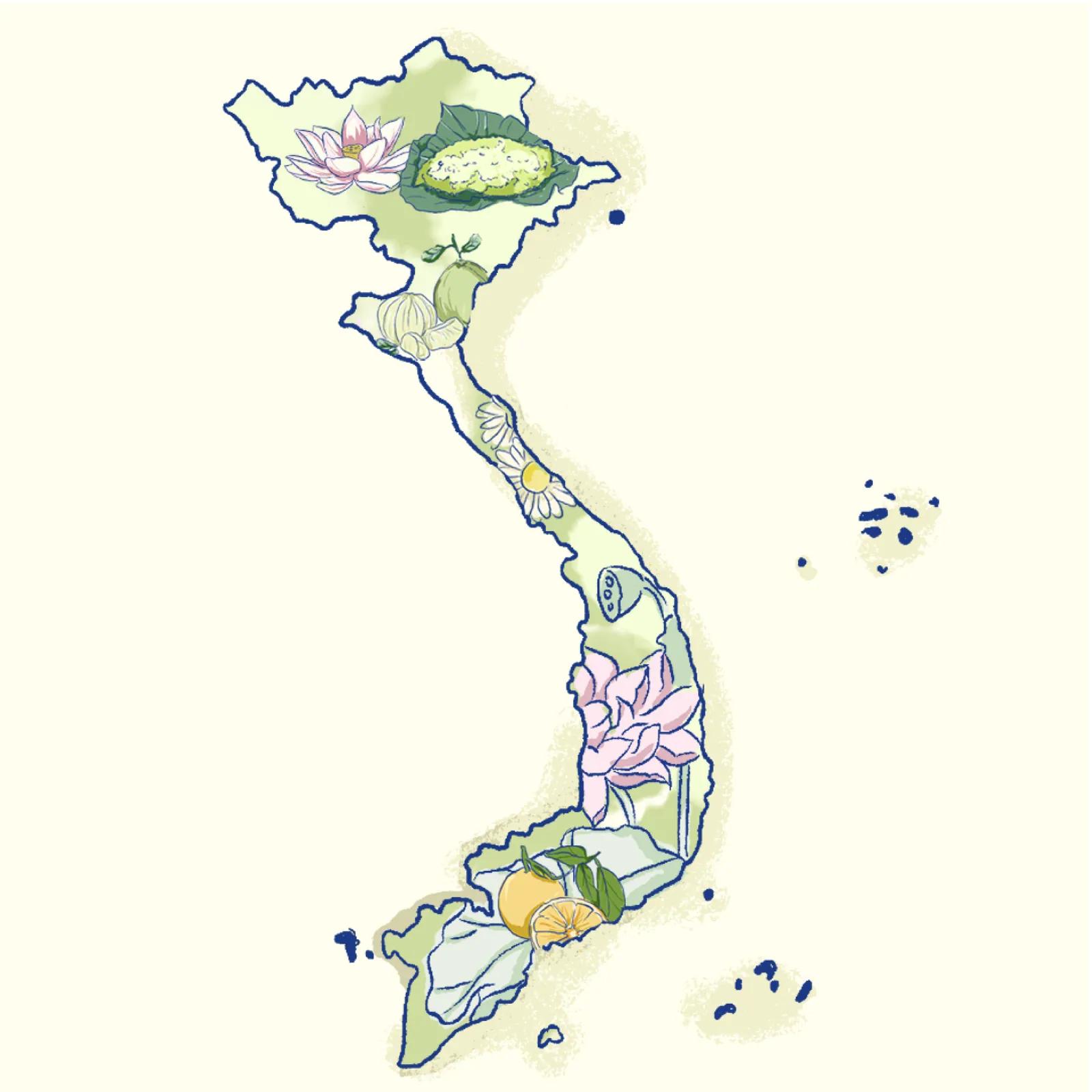 Hand-drawn map of Vietnam dotted with lotus, young rice, pomelo and tangerine, Nhã's three regions