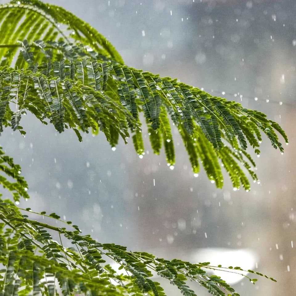 雨中一枝挂着水珠的绿色复叶，呼应 Pluviophile 前调里的绿叶与雨水。