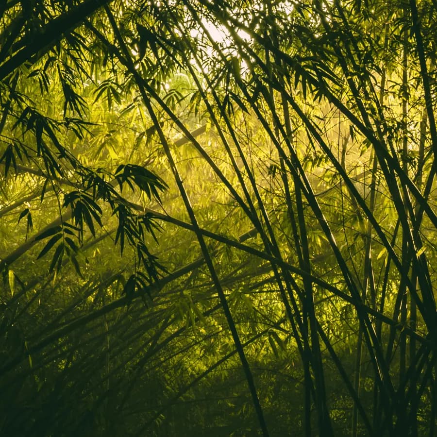 Backlit bamboo grove, soft light filtering through slender leaves and mist
