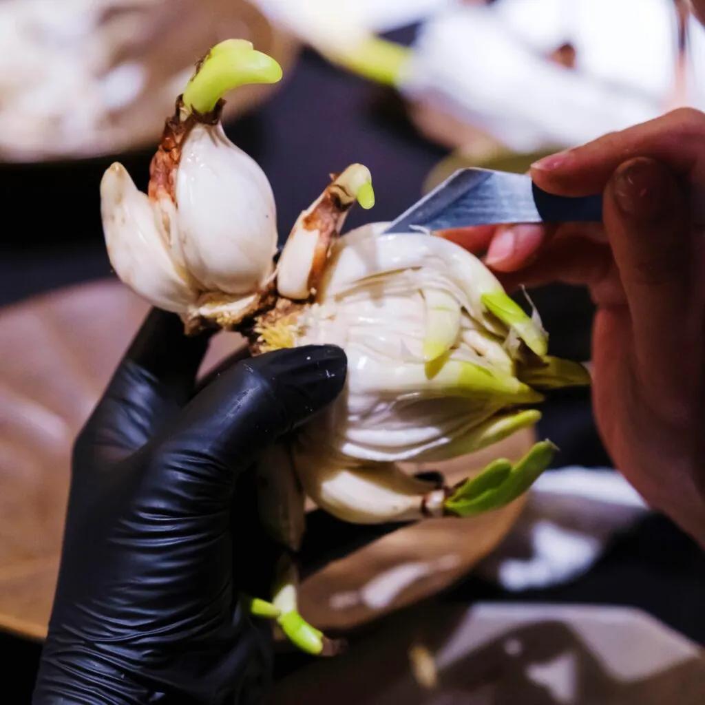 Gloved hands peeling back the layers of a narcissus bulb with a small knife to reveal its tender core