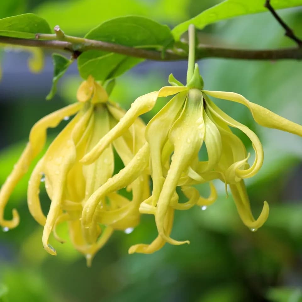 枝头一簇挂着雨珠的黄色依兰花，呼应 Pluviophile 中调里的依兰。