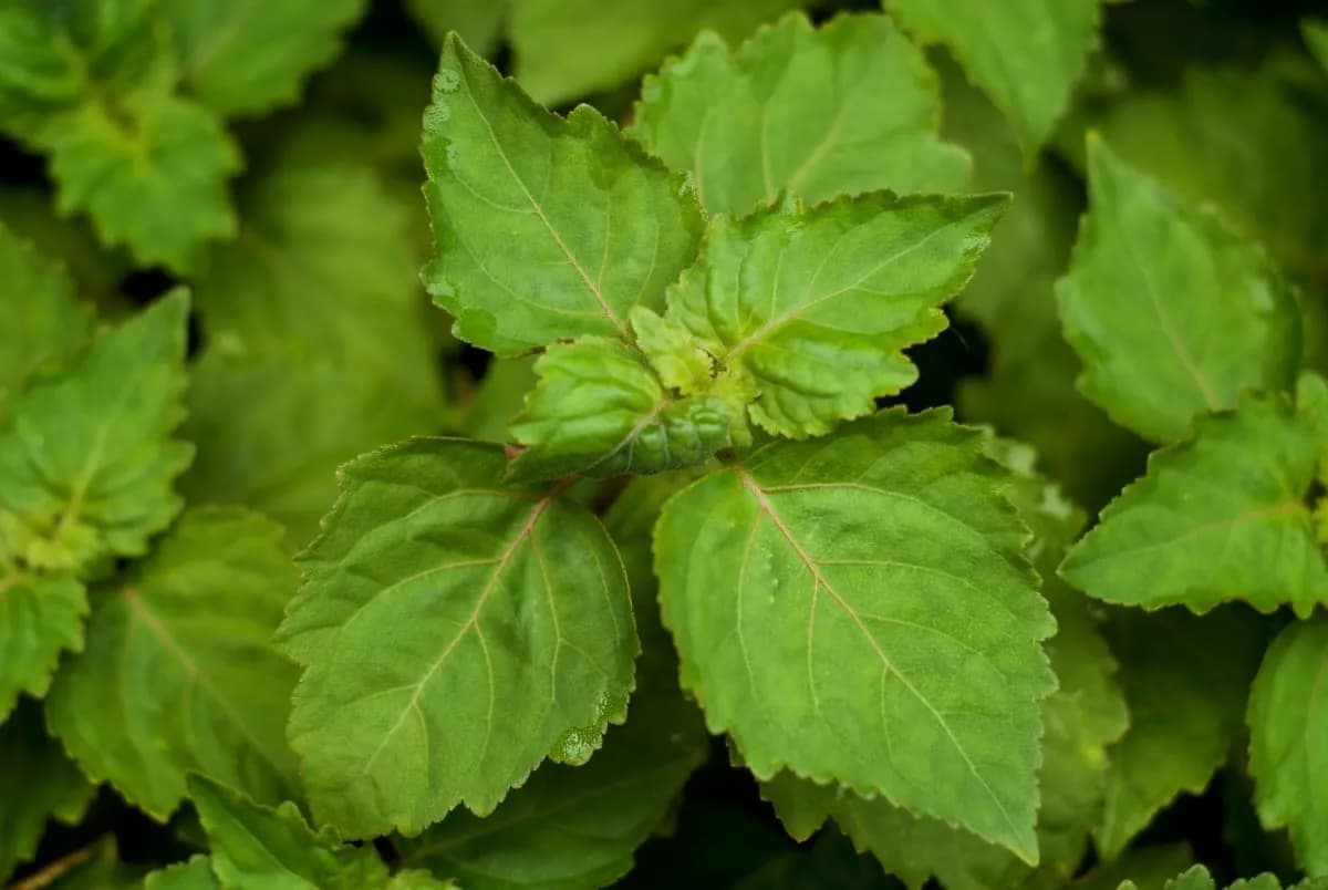 Close-up of green, serrated patchouli leaves – a base note of Eau de Hajime