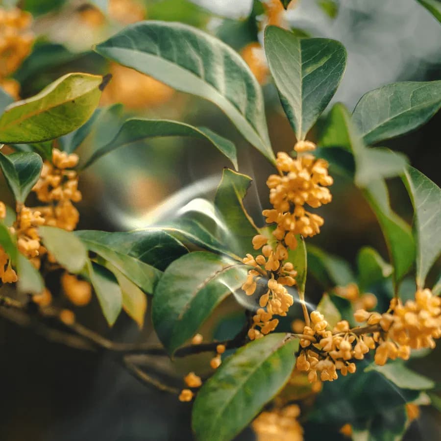 一枝金黄的桂花缀在油亮的绿叶间,几缕轻烟掠过。