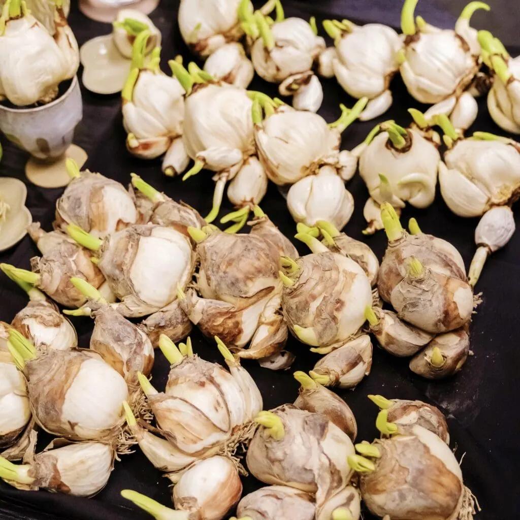 Pale narcissus bulbs with fresh green shoots laid out on black cloth before trimming