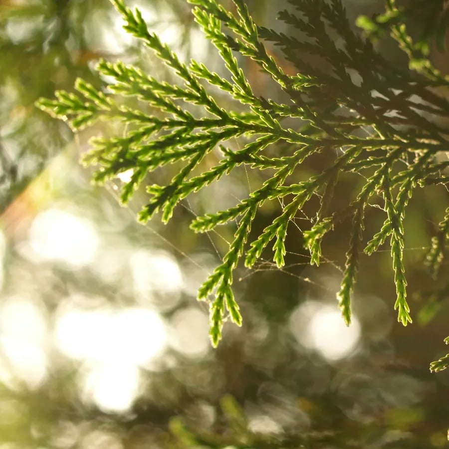 Ranting sipres yang halus dalam cahaya awal pagi berlatarkan hutan yang kabur lembut