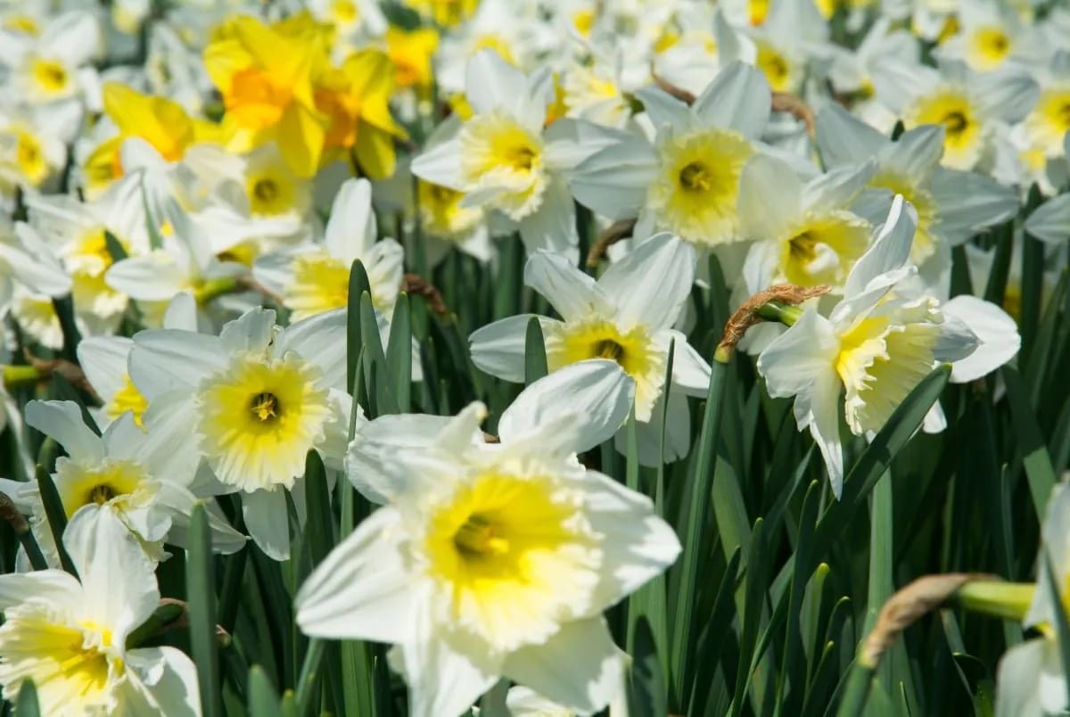Isang parang ng puting daffodil na may dilaw na hugis-tasang gitna – nagpapaalala ng jonquil sa gitnang nota ng Eau de Hajime