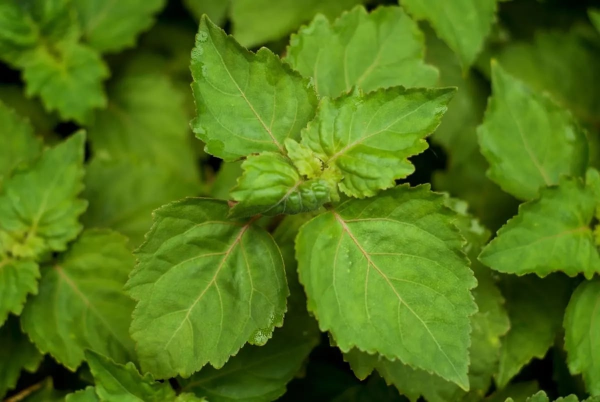 Malapitang kuha ng mga luntiang dahon ng patchouli na may ngipin-ngiping gilid – isang huling nota ng Eau de Hajime