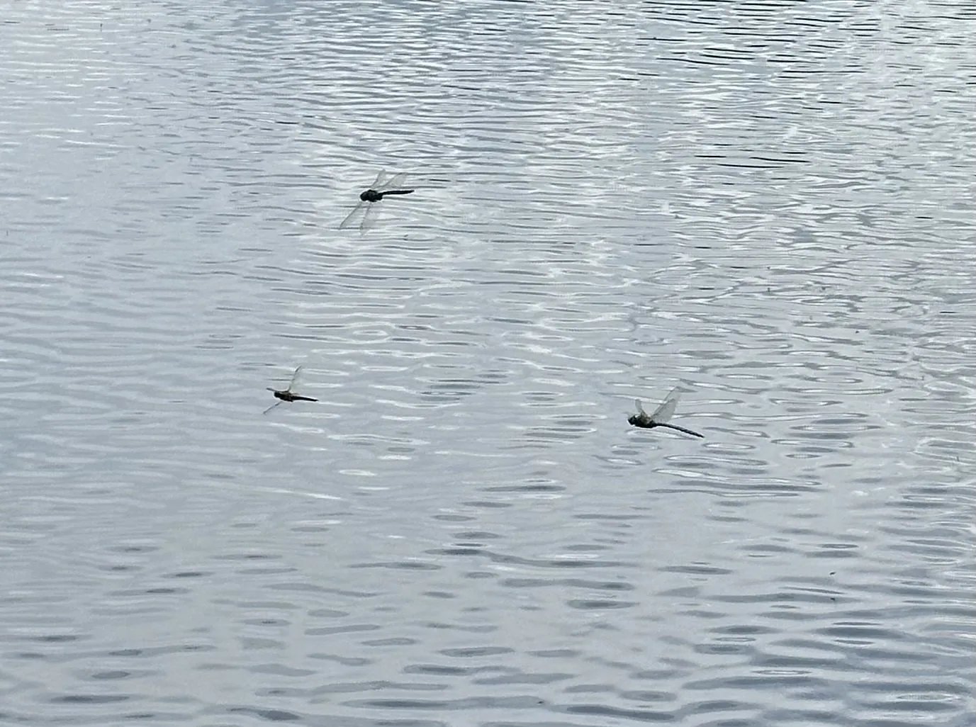 Tatlong tutubing lumilipad nang mababa sa ibabaw ng umaalong kulay-pilak na tubig, tanda na paparating ang ulan